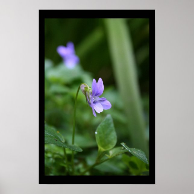 Violetas Selvagens Fotografia Floral Poster (Frente)