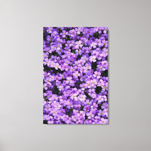 Violets Canvas Imprimir Primavera de Flores Violet (Frente)