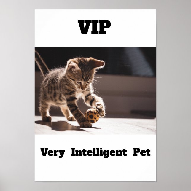 VIP - Poster de gatos Adoráveis Pet Muito Intelige (Frente)