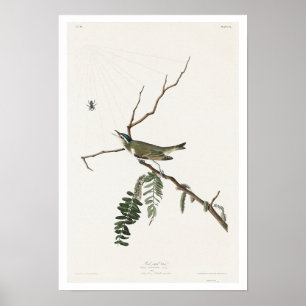 Vireo de olhos vermelhos por Poster de Audubon