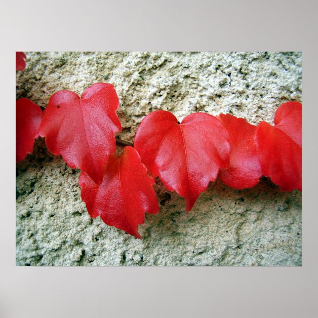 Virginia Creeper deixa Poster (Frente)