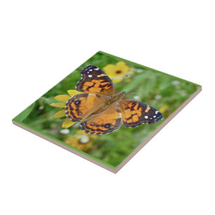 Virginiensis americano da senhora Borboleta - da