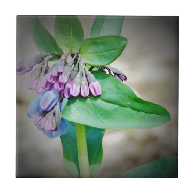 Virginina Bluebells (Frente)