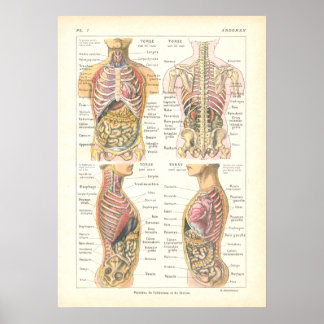 Viscera e Anatomia abdominal Poster francês