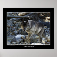 "Vision Quest" Cinza Wolf Wildlife Photo Poster