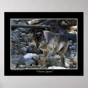 "Vision Quest" Cinza Wolf Wildlife Photo Poster