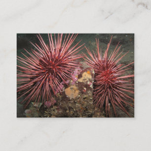 Visita Par de Urchins Gigantes do Mar Vermelho - Cartão