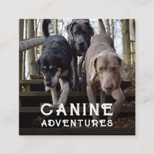 Visita Quadrado Cachorro Walker E Cachorro Aventura Cartão de visi