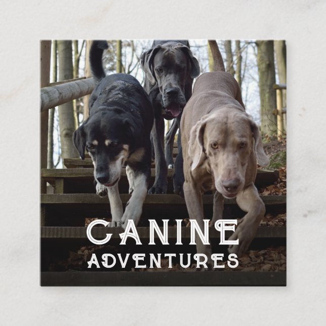 Visita Quadrado Cachorro Walker E Cachorro Aventura Cartão de visi (Frente)