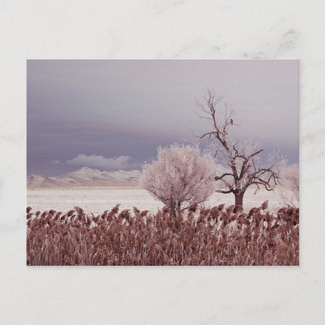 Vista Congelada de Antelope Island - Utah - Cartão (Frente)