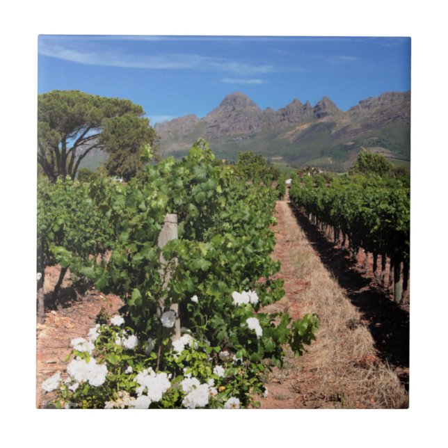 Vista das Vinhas. Stellenbosch (Frente)
