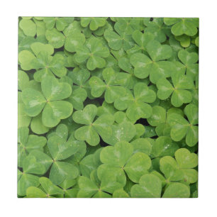 Vista de folhagem de Oxalis Oregana