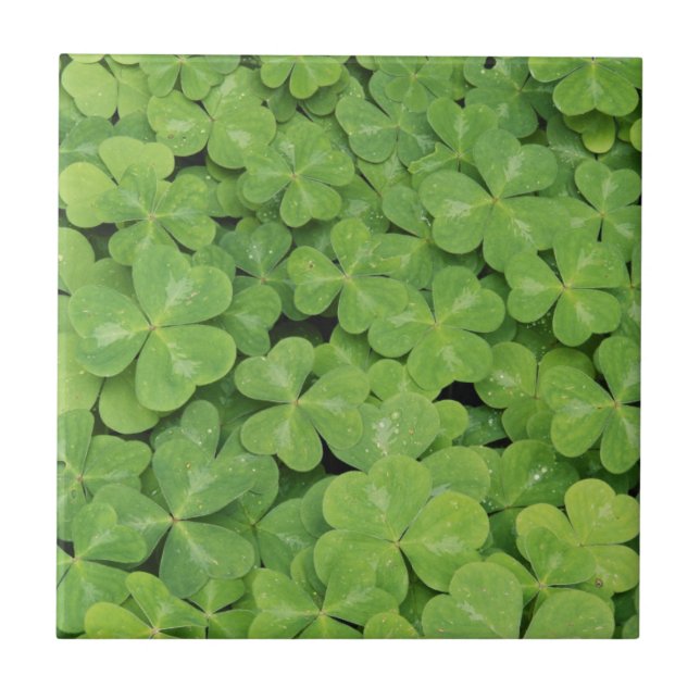 Vista de folhagem de Oxalis Oregana (Frente)