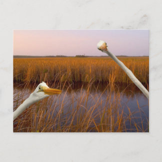 "Vista de Olhos de Aves" - cartão postal