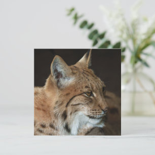 Vista Intensa: Fechamento de um Lynx
