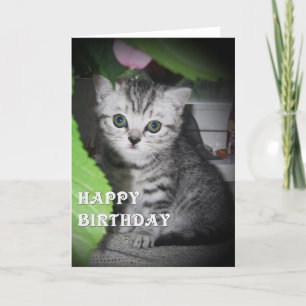 Vista prateada - Cartão de Aniversário de Kitten