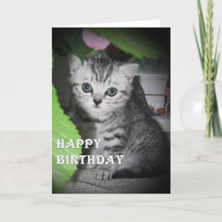 Vista prateada - Cartão de Aniversário de Kitten