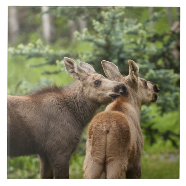 Vitelos De Moose Vinculados (Frente)