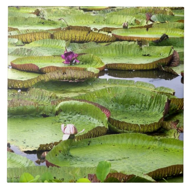 Vitoria Regis, vitórias-régias na Amazônia (Frente)