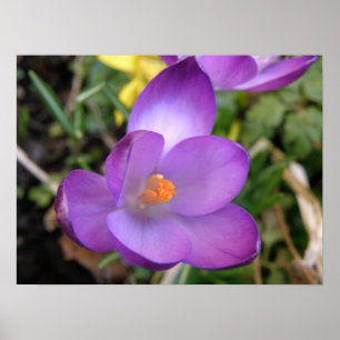 Vivid Crocus Impressão