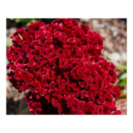 Vívido Red Celosia Impressão