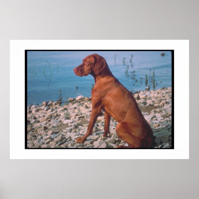 Vizsla Poster (Frente)