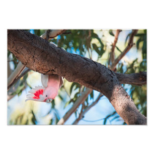 "Você chamada?" Impressões da foto do Cockatoo d