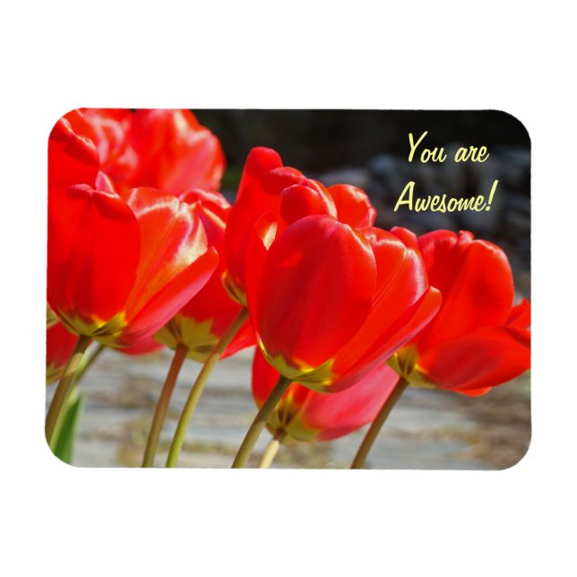 Você é Incrível! ímã Flores de Tulipa Vermelhas (Horizontal)