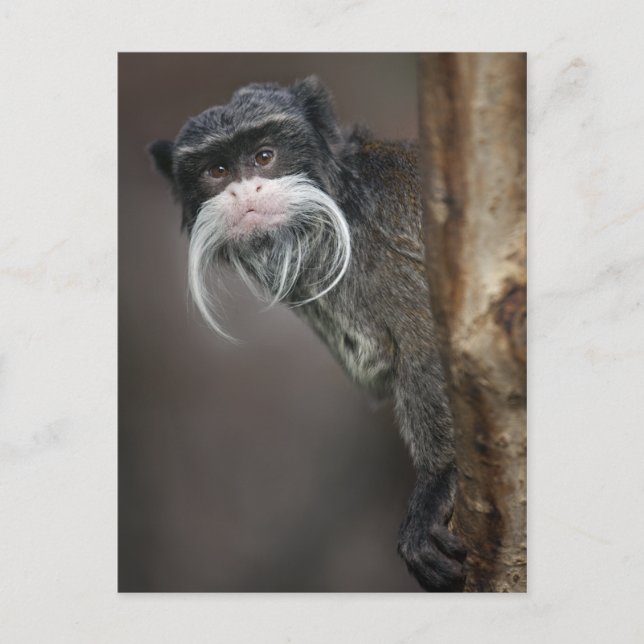 Você É Meu Barbeiro? Cartão Postal (Frente)