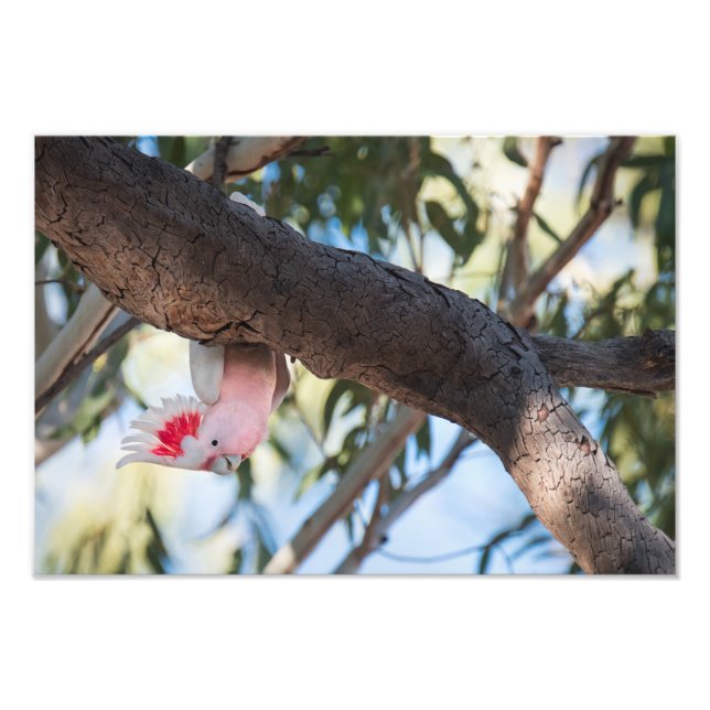 "Você liga?" Impressões de fotos do Cockatoo de Ma (Frente)