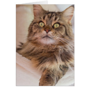 Você tem a minha atenção! - Cartão para gatos Main
