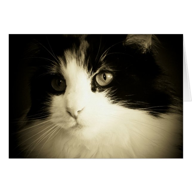 Você teve-me no cartão do Meow (Frente Horizontal)