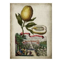 Volkamer Citrus Lemon Landscape Italiana Poster