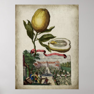 Volkamer Citrus Lemon Landscape Italiana Poster