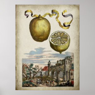 Volkamer Citrus Lemon Landscape Italiana Poster