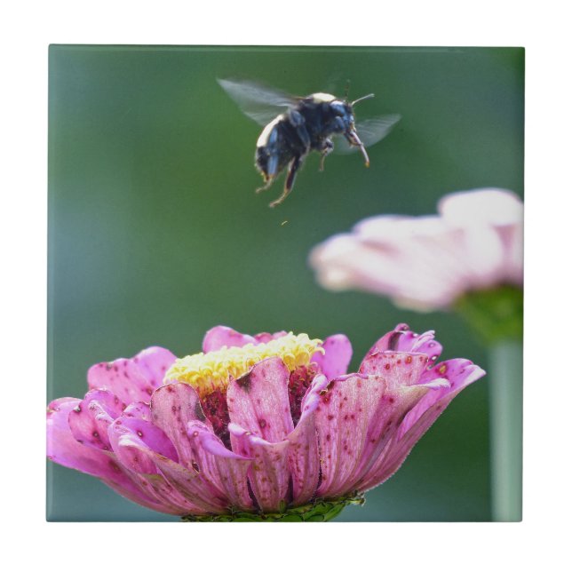 Voo da Bumblebee (Frente)