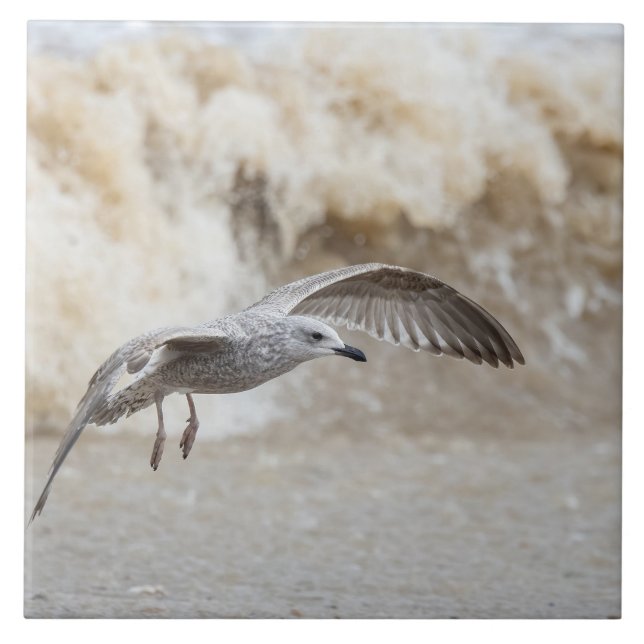 Voo de Ave-Gull (Frente)