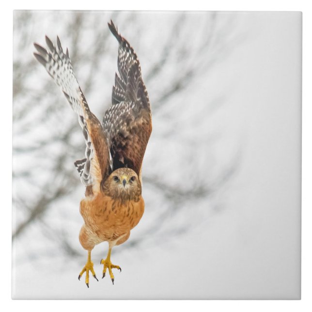 Voo de Tomada de Hawk (Frente)