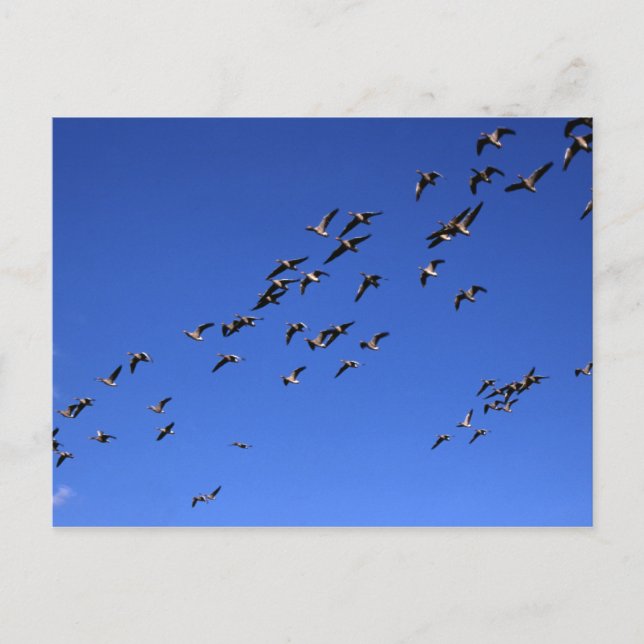 Voo dos Gansos Selvagens - Cartão postal (Frente)