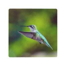 Voo Hummingbird-In