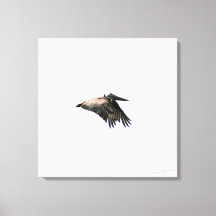 Voo Pelicano | Ft. Myers, FL | Canvas 24x24