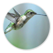 Voo Verde de Hummingbird Foto de Vida Selvagem