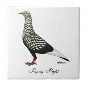 Voo Voador Teager Pigeon