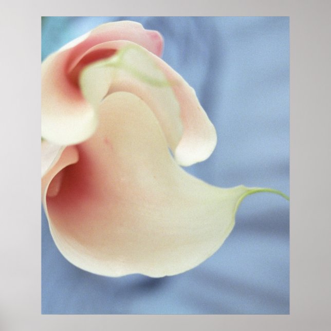 Vórtex White Calla Lily Art Poster (Frente)