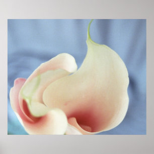 Vórtex White Calla Lily Art Poster