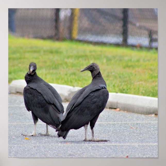 Vulcões Poster (Frente)