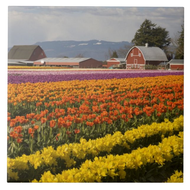 WA, Skagit Valley, campos Tulip em flor, em (Frente)