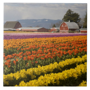 WA, Vale de Skagit, Campos de tulipas em flor, em