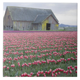WA, Vale do Skagit, Campo de Tulipas e Celeiro
