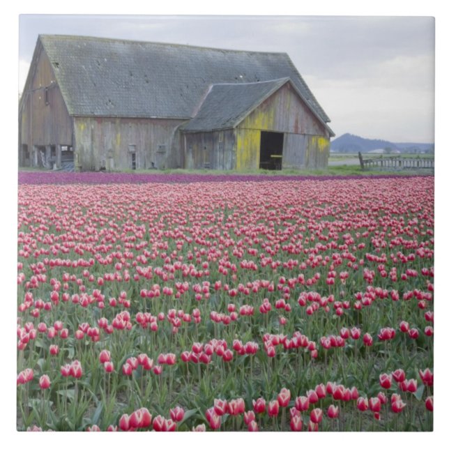 WA, Vale do Skagit, Campo de Tulipas e Celeiro (Frente)